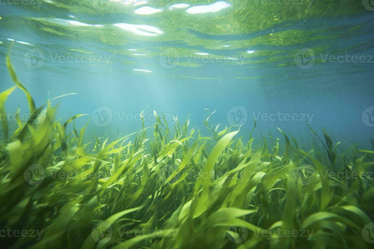 AI generated Underwater view of a group of seabed with green seagrass. AI Generated photo