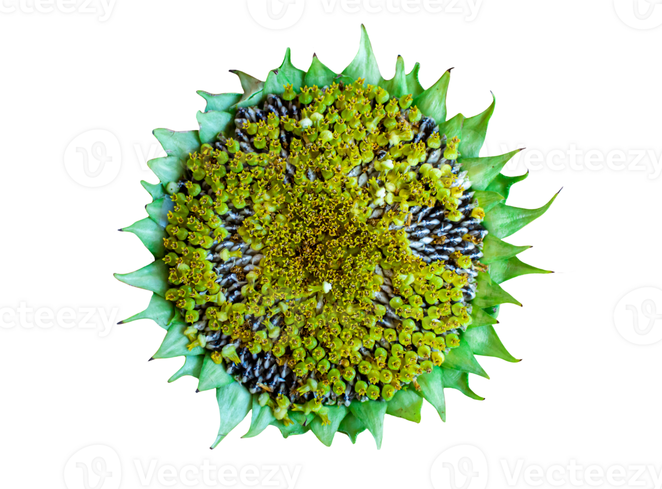 Fresh sunflower head with the seeds on a transparent background png