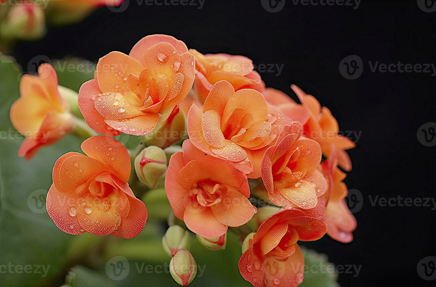 ai generado kalanchoe Blossfeldiana. ai generado foto