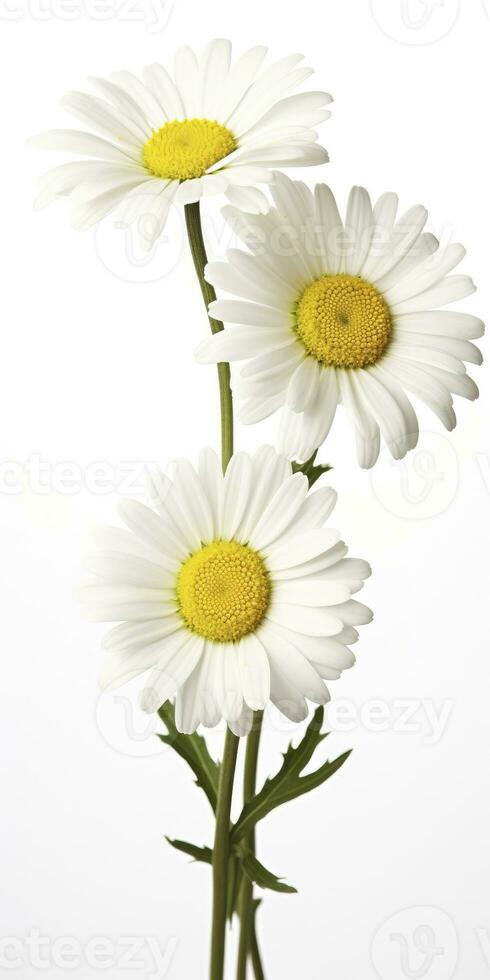 AI generated Common daisy isolated on white background. AI Generated photo