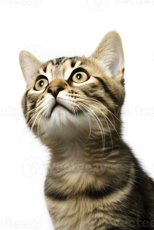 ai generado juguetón gracioso gatito mirando arriba aislado en un blanco antecedentes. ai generado foto