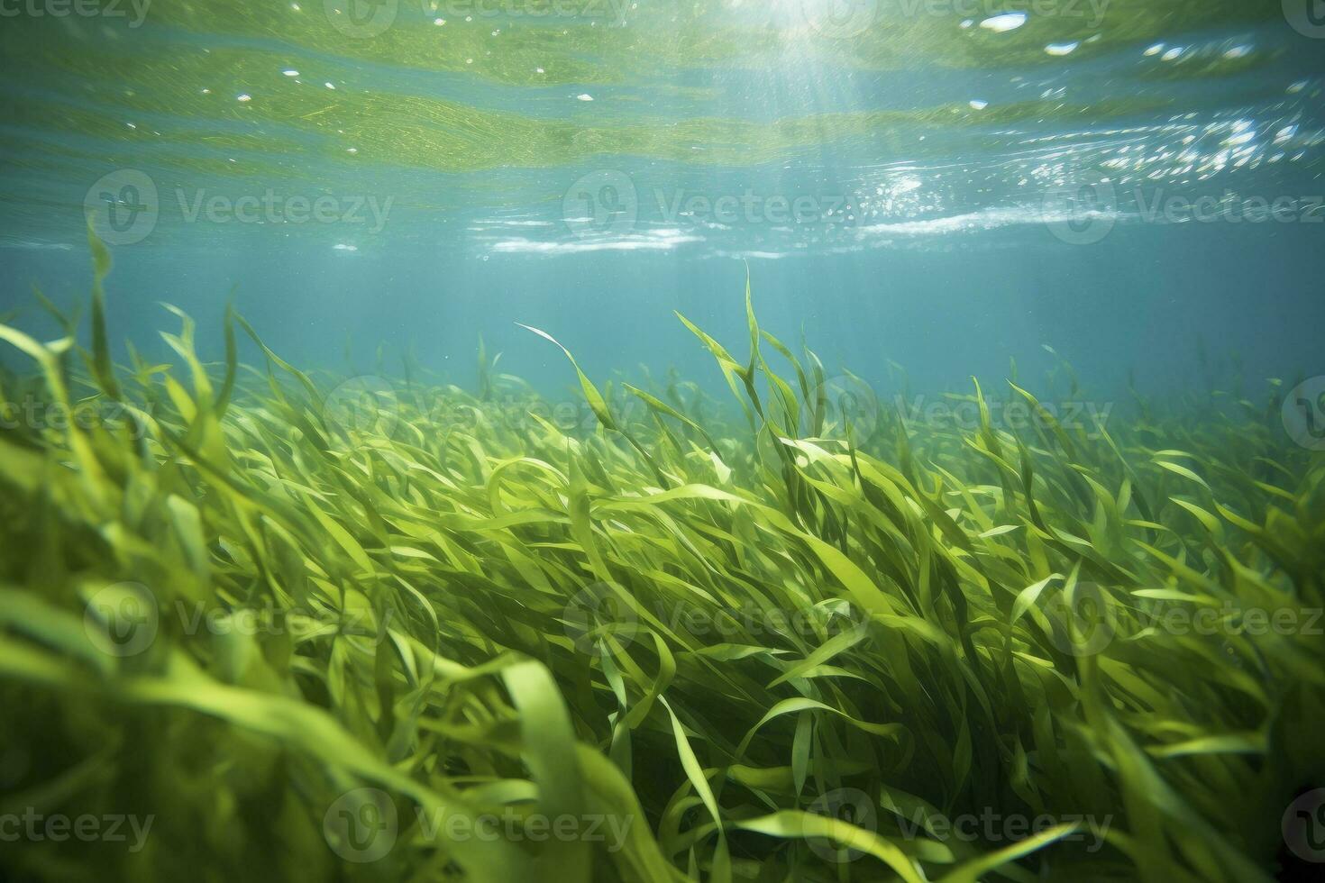 AI generated Underwater view of a group of seabed with green seagrass. AI Generated photo