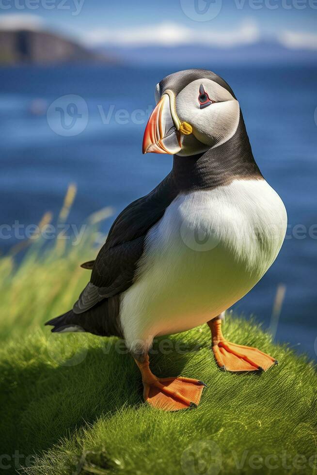 AI generated Puffin bird on a green grass patch. AI Generated photo