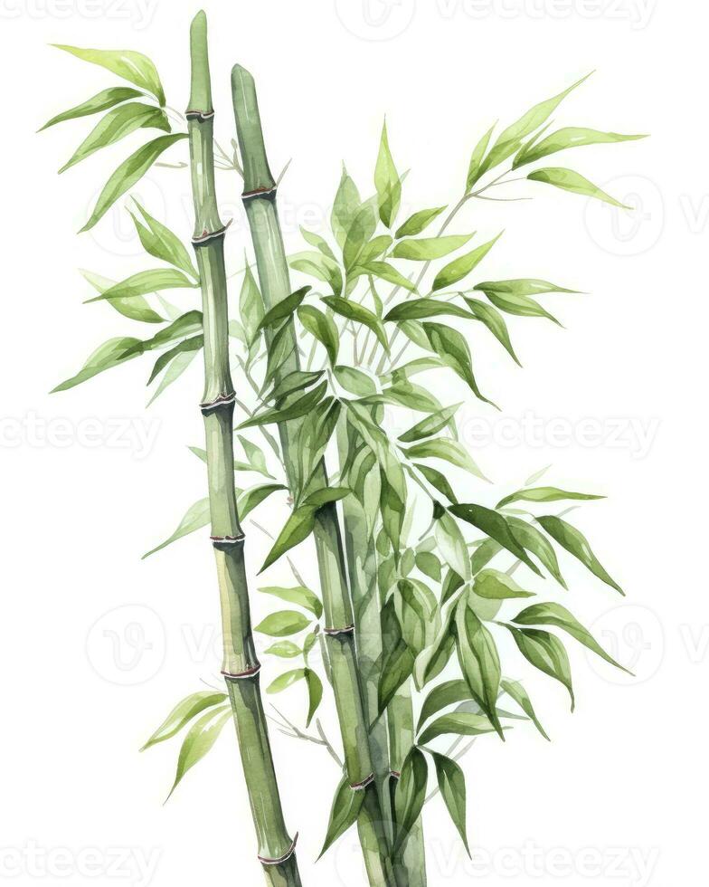 AI generated Watercolor bamboo clipart isolated on white background. AI Generated photo