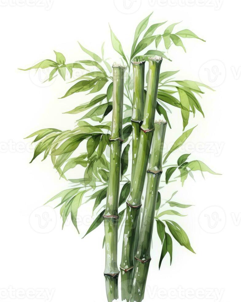 AI generated Watercolor bamboo clipart isolated on white background. AI Generated photo