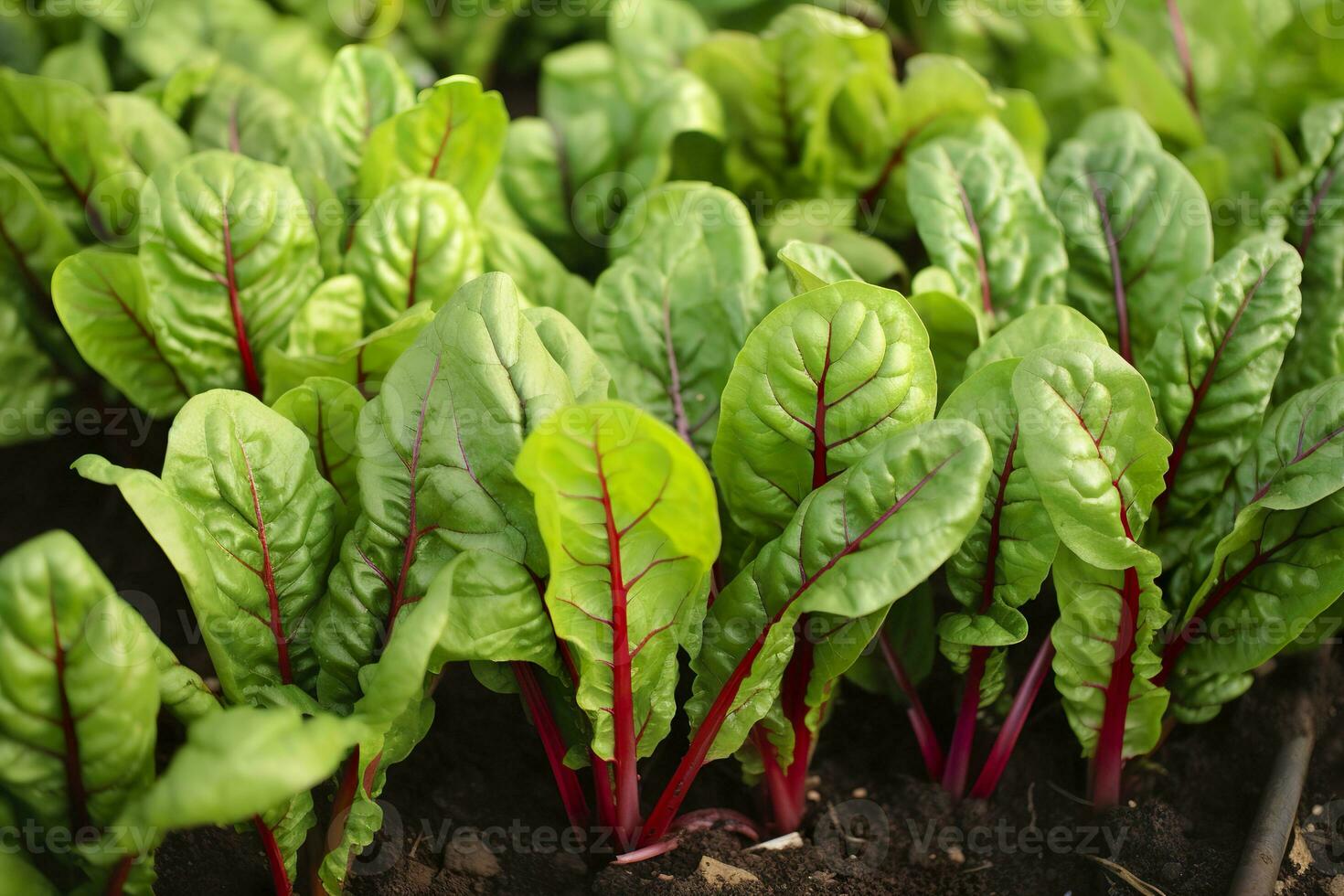 AI generated Chard growing in an urban garden. Garden beet and salad leaves close up. Generative AI photo