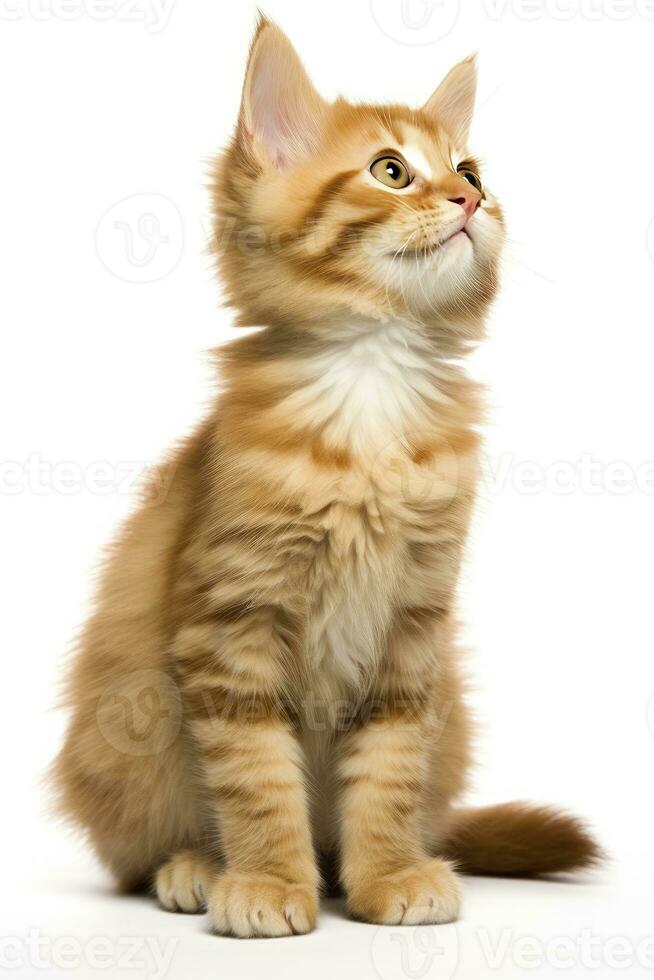 AI generated Playful funny kitten looking up isolated on a white background. AI Generated photo