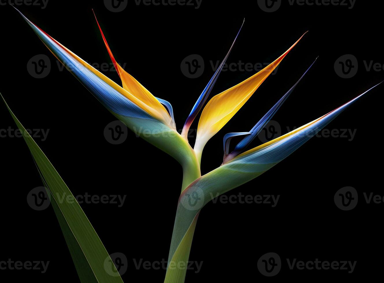 AI generated Bird of paradise flower isolated on black background. AI Generated photo