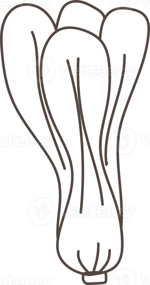 Hand drawn vegetable illustration on transparent background. png