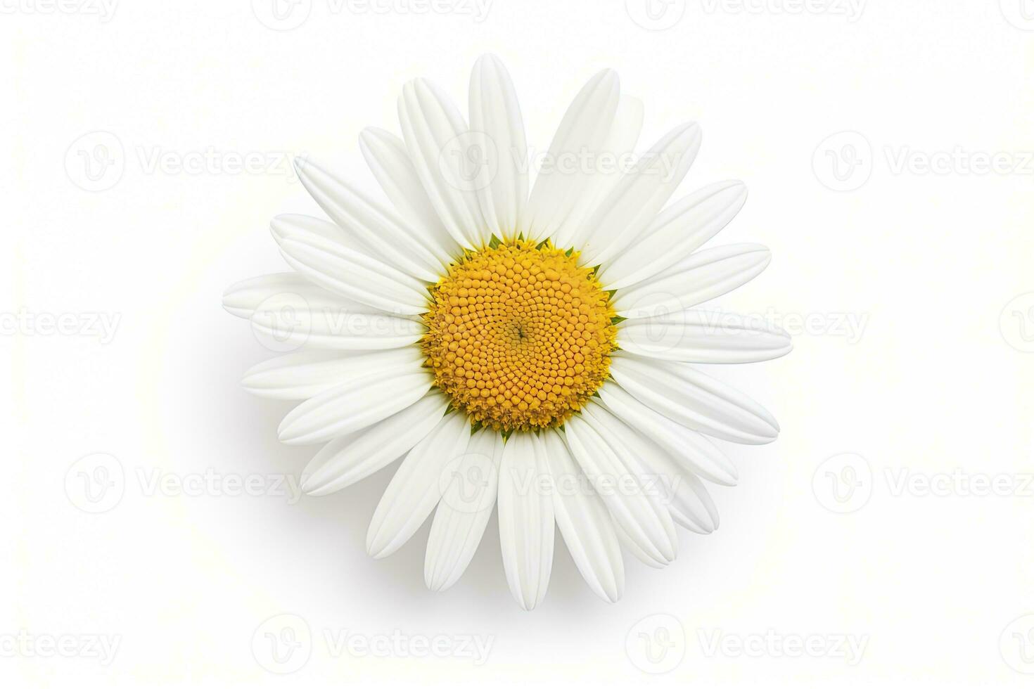 AI generated Common daisy isolated on white background. AI Generated photo