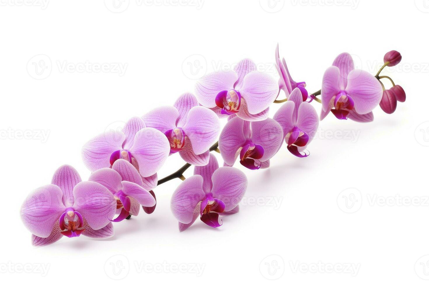 AI generated Pink Orchid isolated on white background. AI Generated photo