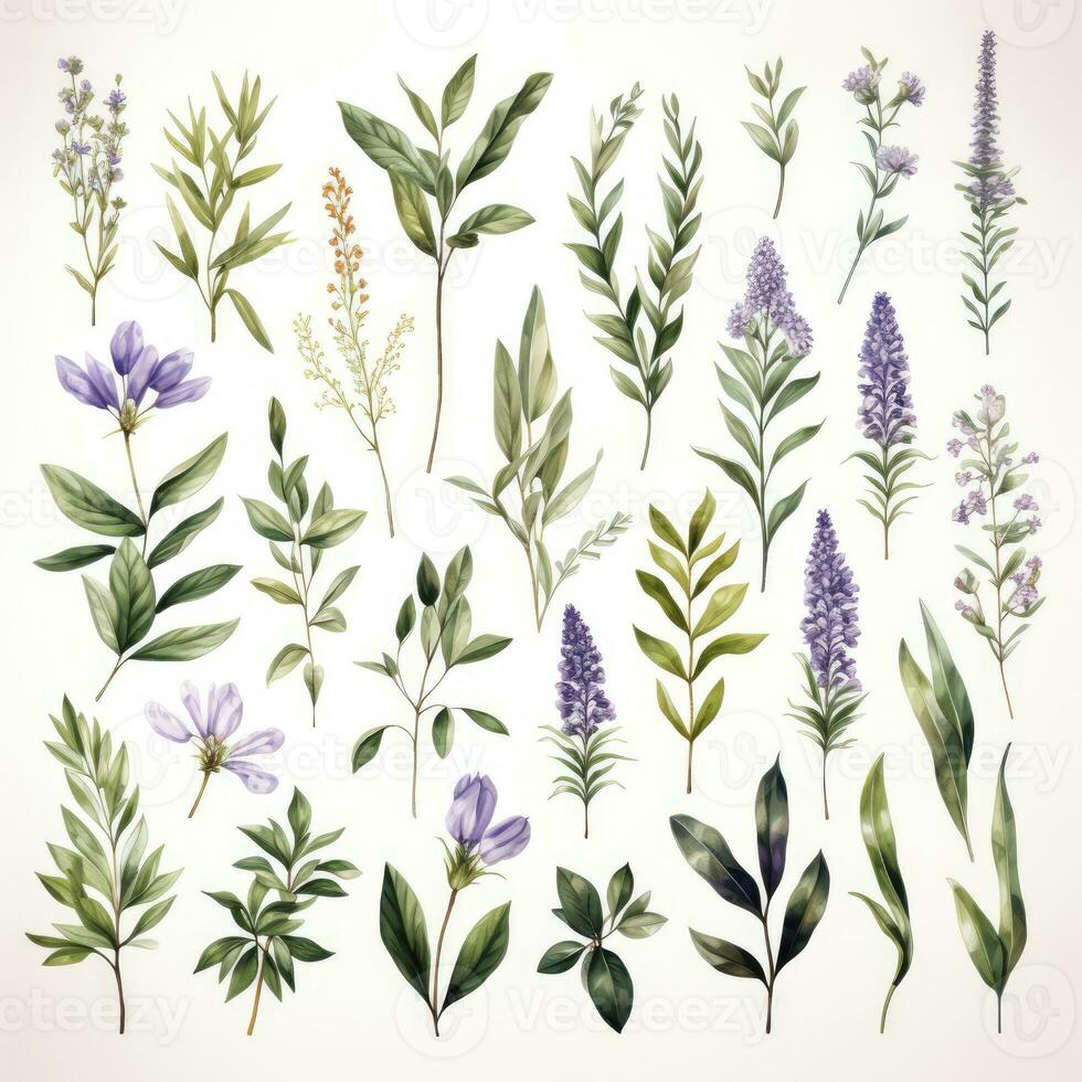 AI generated Collection of watercolor herbs clipart on white background. AI Generated photo