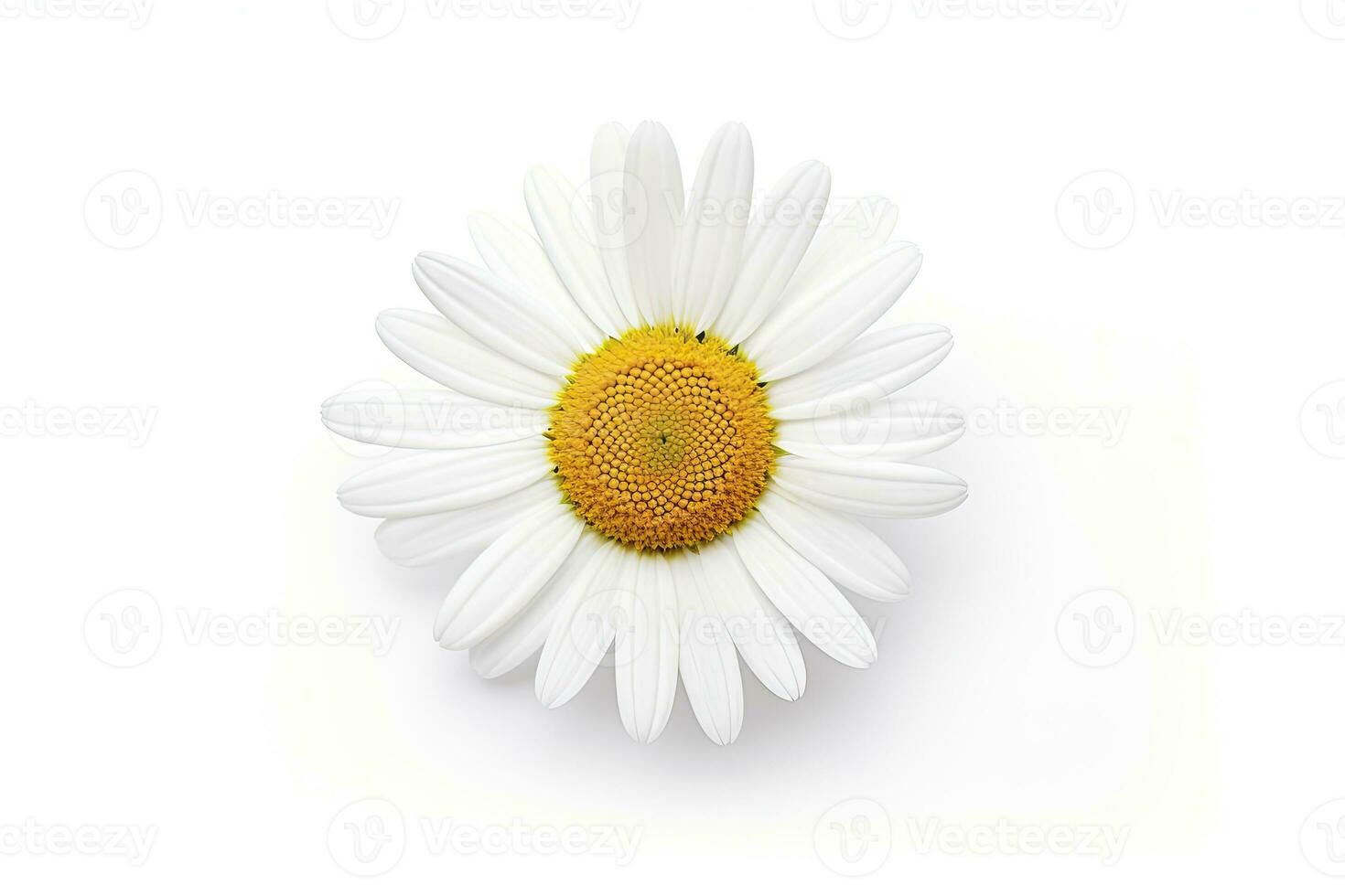 AI generated Common daisy isolated on white background. AI Generated photo