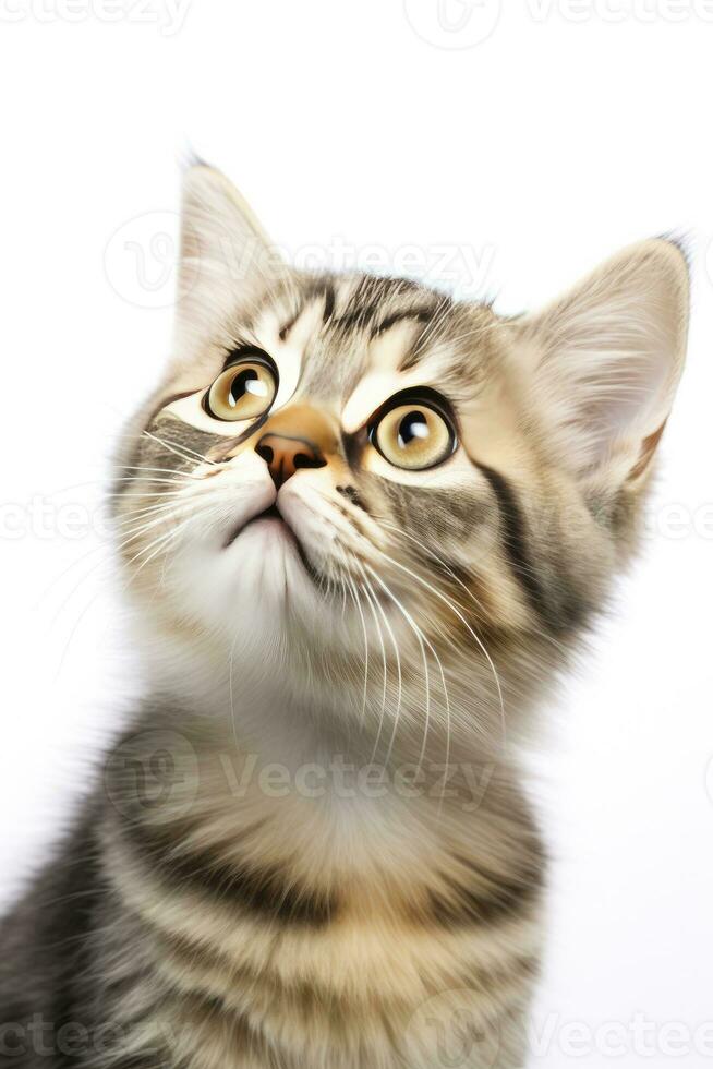 AI generated Playful funny kitten looking up isolated on a white background. AI Generated photo