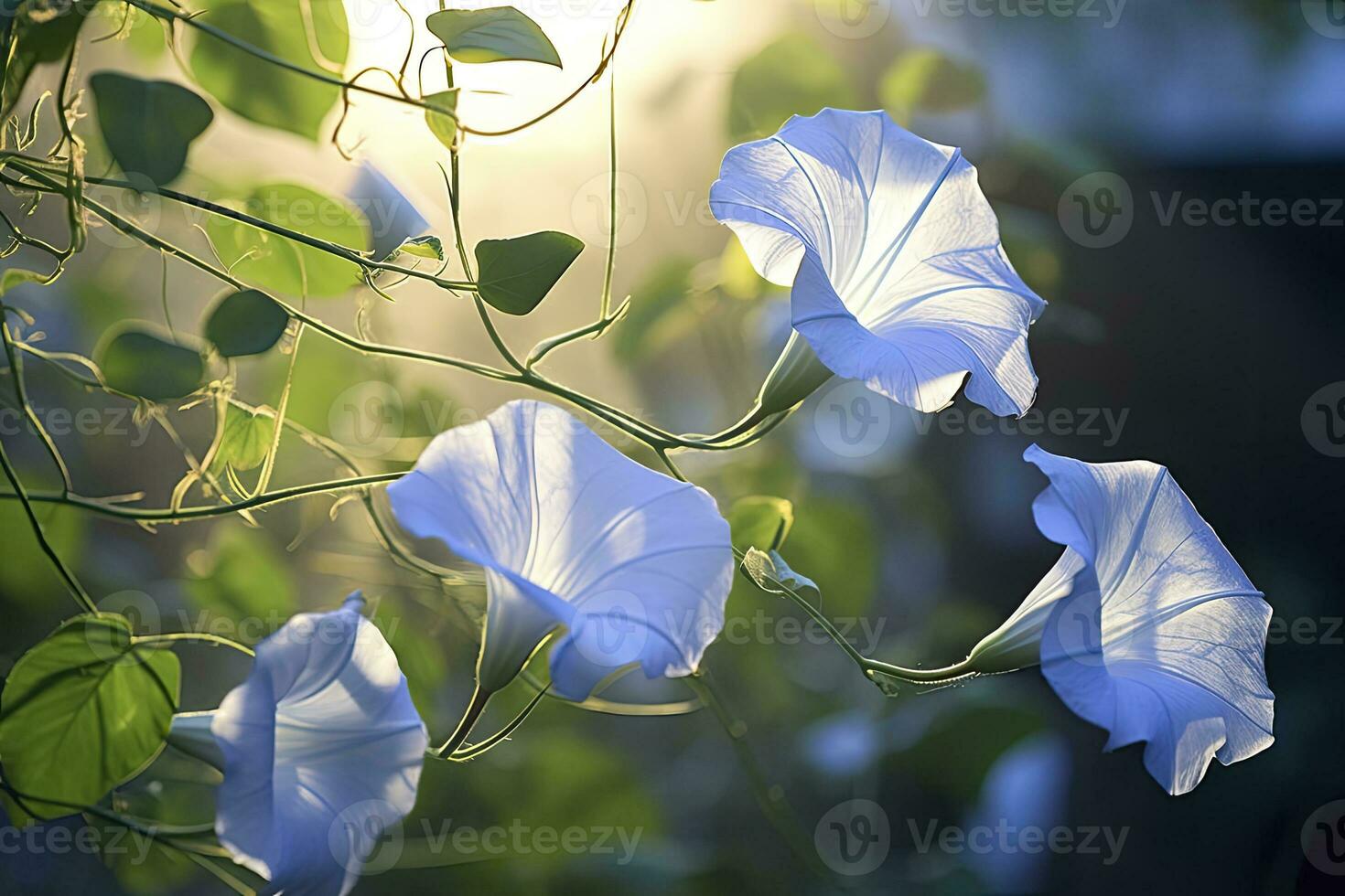 AI generated Morning Glory vine unfurling its delicate petals in the morning light. AI Generated photo