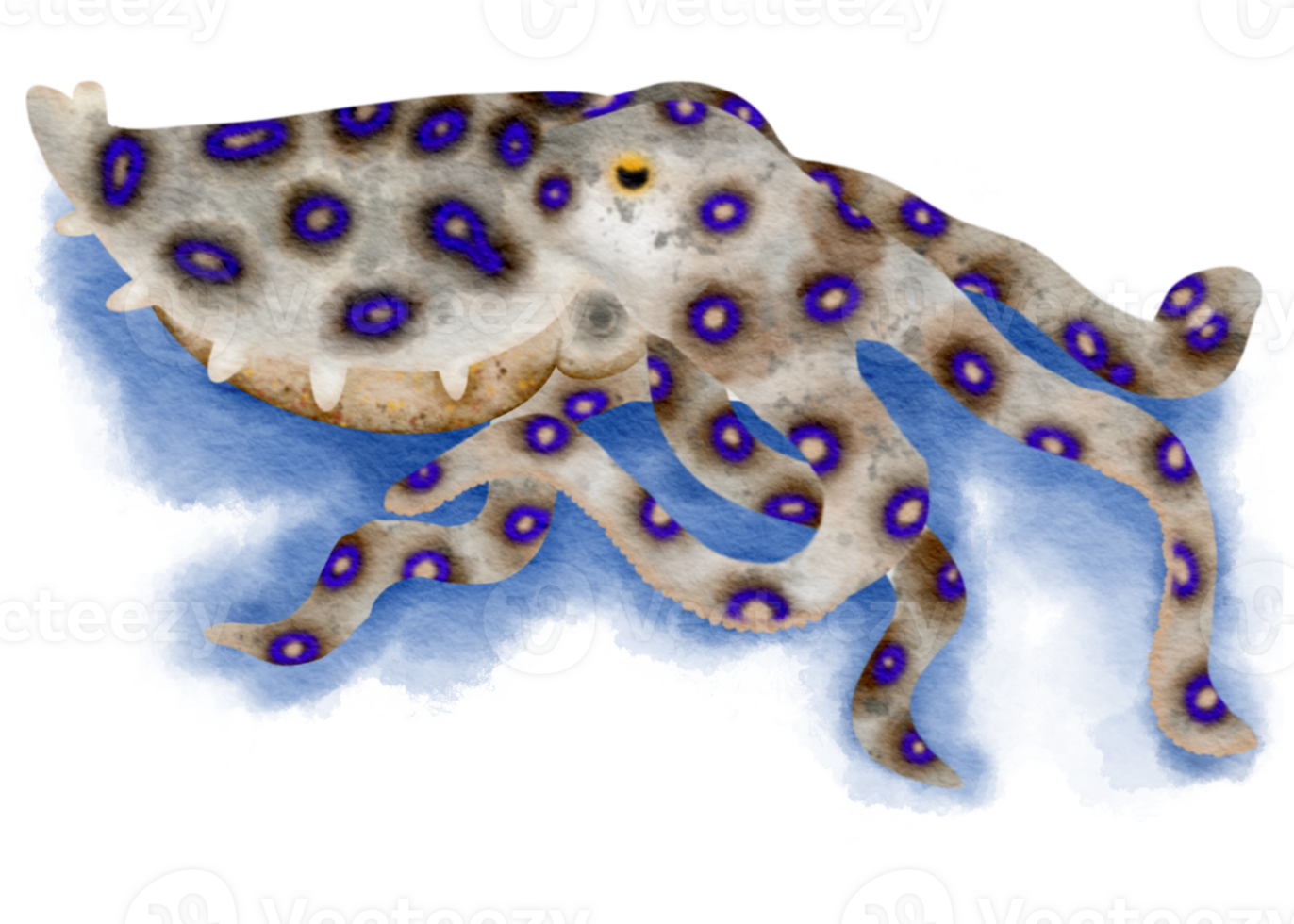 blue ringed octopus png
