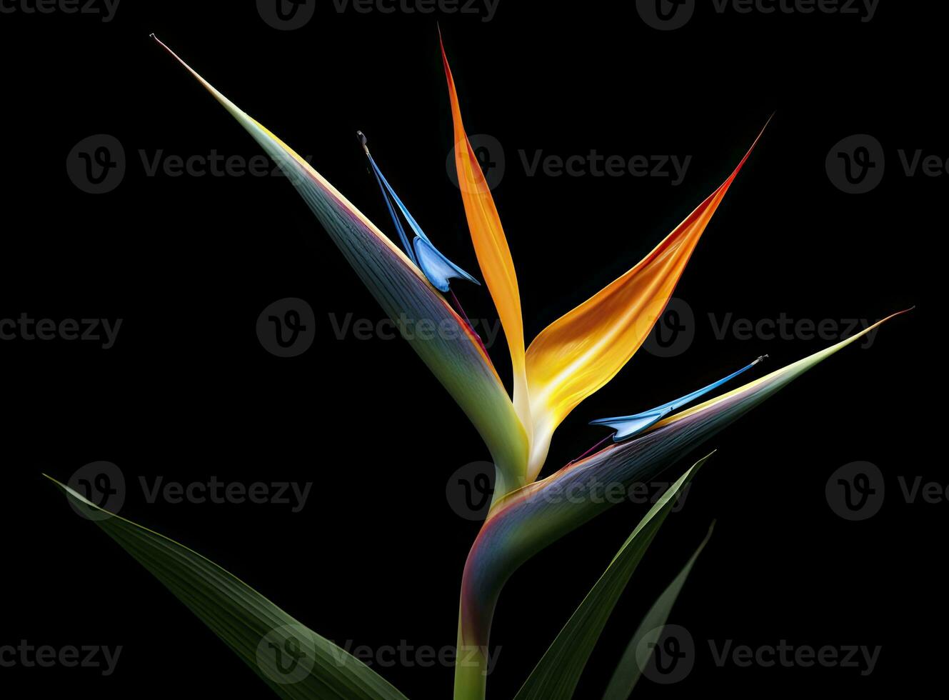 AI generated Bird of paradise flower isolated on black background. AI Generated photo