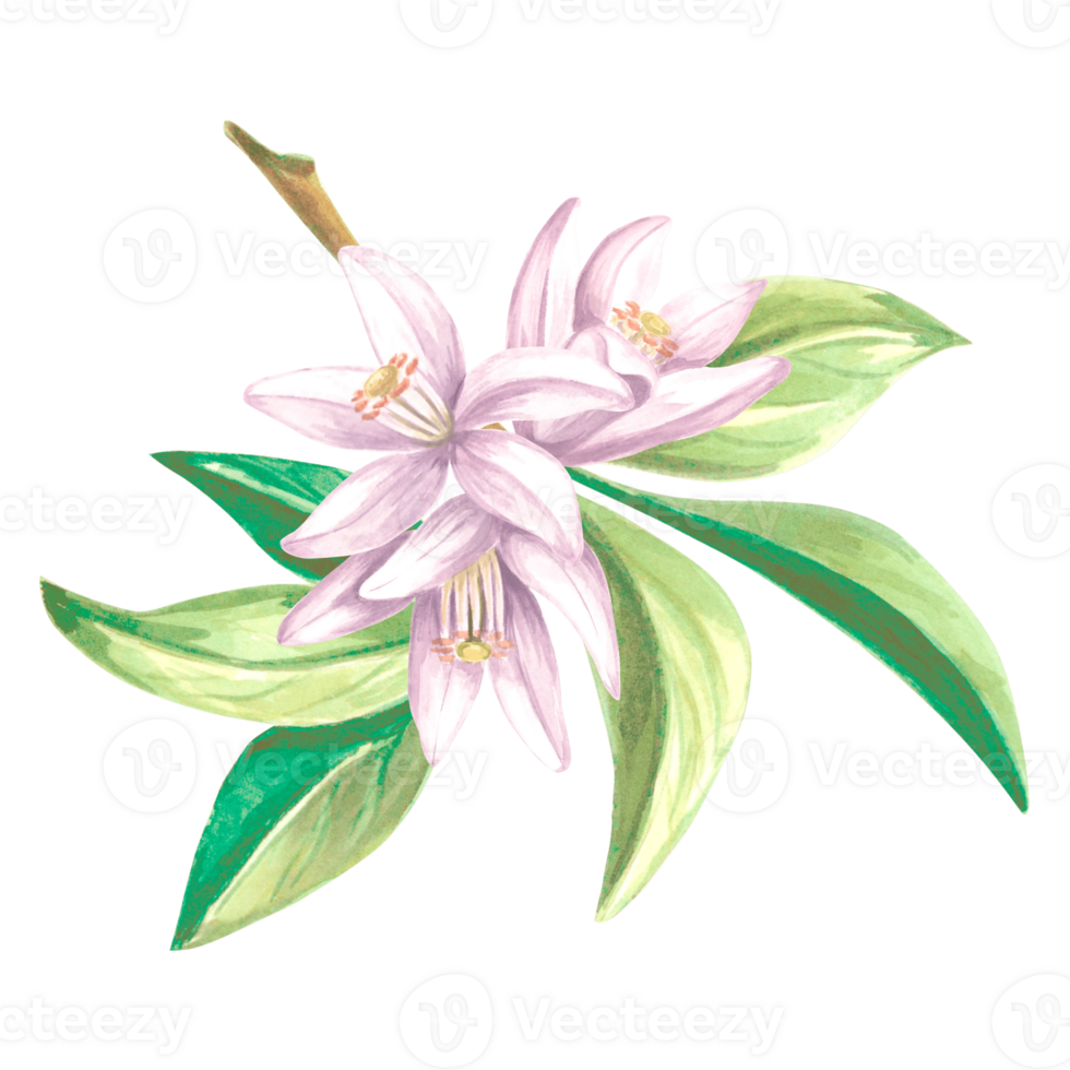 Watercolor citrus flowers on a branch with leaves. Isolated hand drawn illustration of spring blossom. Floral template for invitation and card, printing on packaging, stickers, embroidery and textile. png