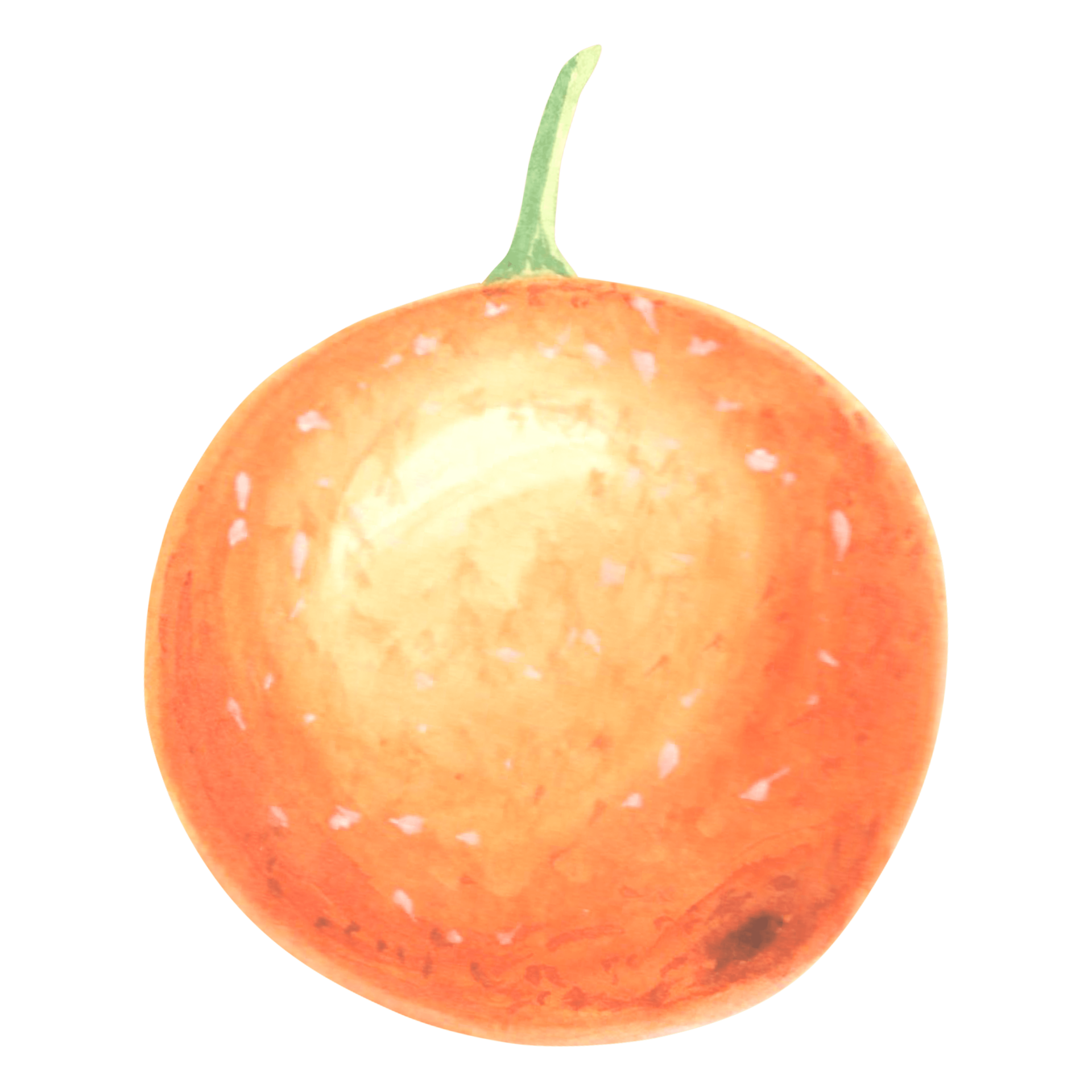 Watercolor oranges fuit whole ripe, juicy, oranges isolated. Hand drawn