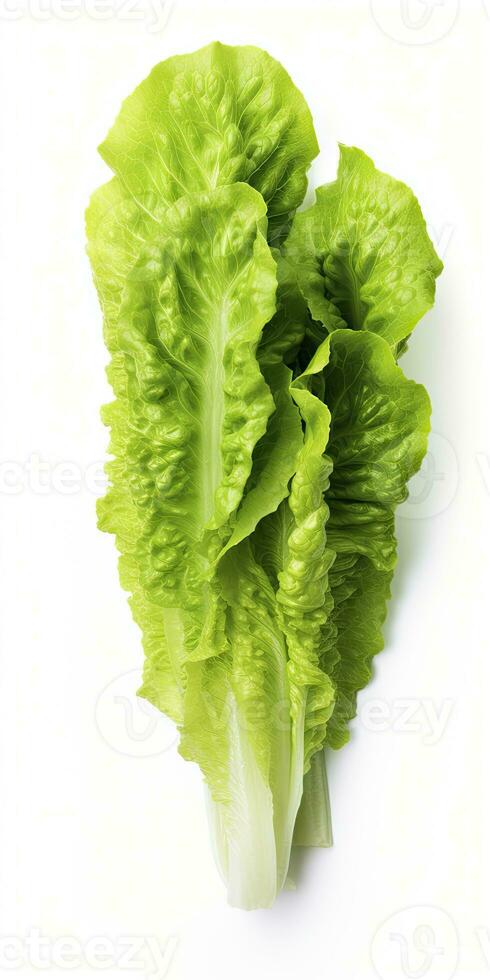 AI generated Lettuce isolated on white background. AI Generated photo