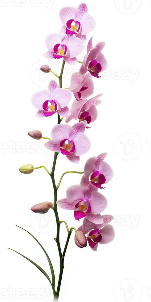 AI generated Pink Orchid isolated on white background. AI Generated photo