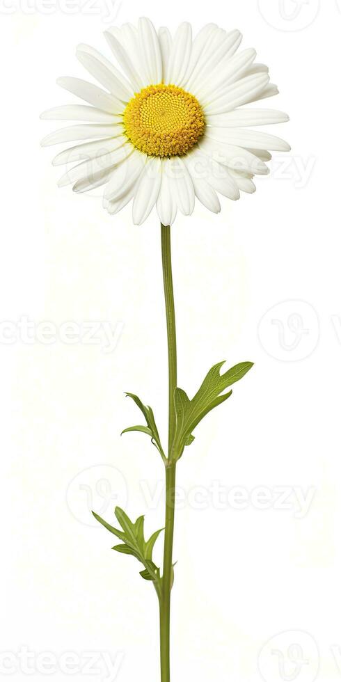 AI generated Common daisy isolated on white background. AI Generated photo