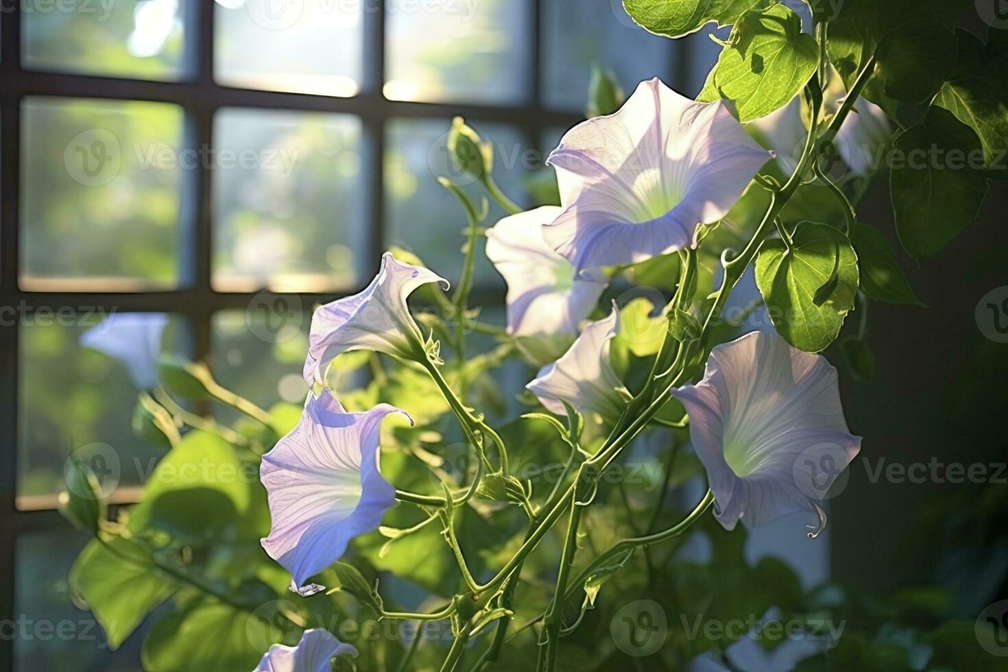 AI generated Morning Glory vine unfurling its delicate petals in the morning light. AI Generated photo