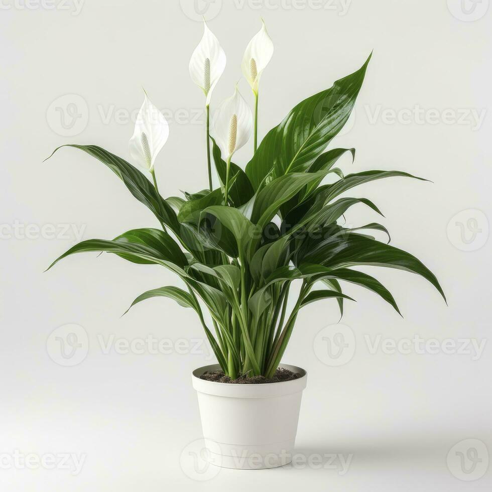 AI generated Peace Lily on a plain white background. AI Generated photo