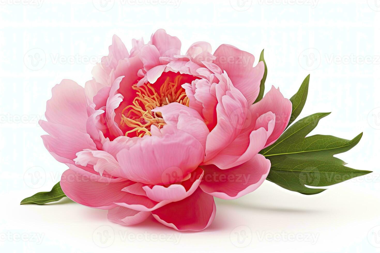 AI generated Peony isolated on white background. AI Generated photo