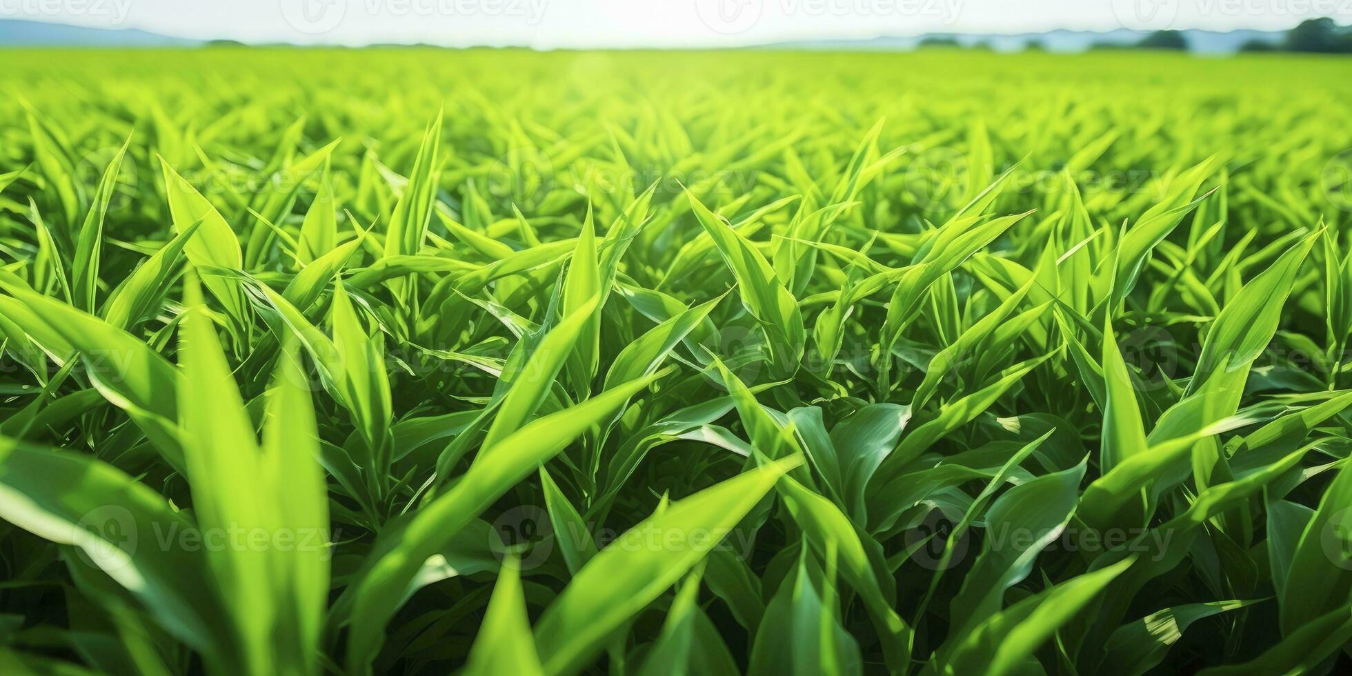 ai generado campo de vibrante verde biocombustible cultivos. ai generado. foto