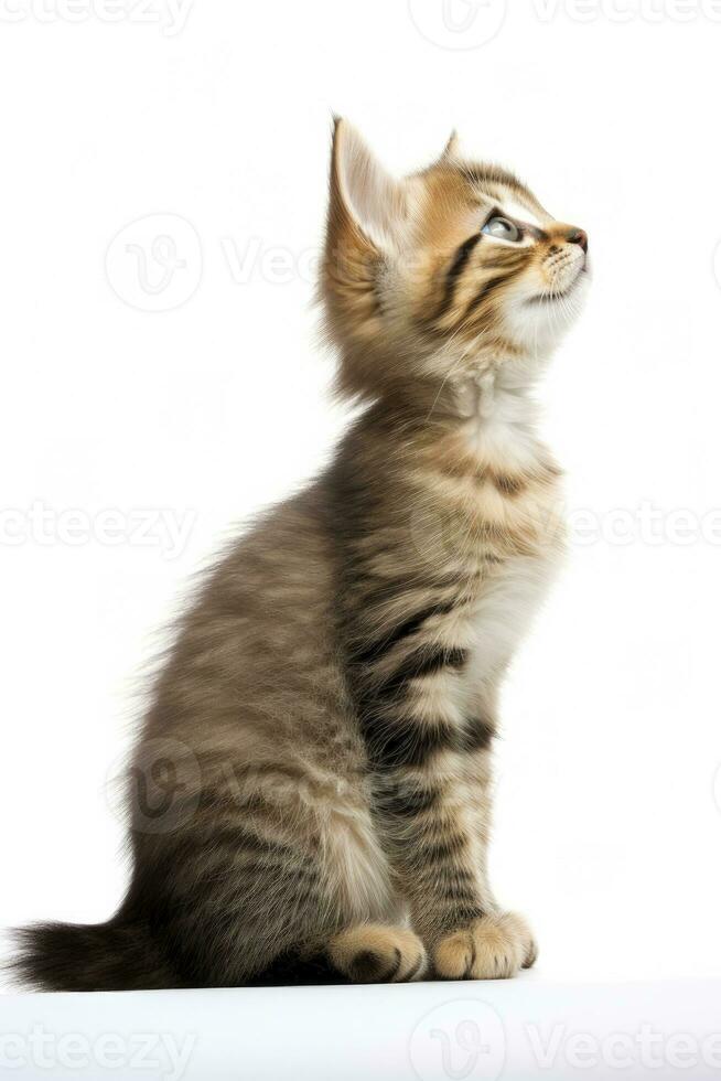 ai generado juguetón gracioso gatito mirando arriba aislado en un blanco antecedentes. ai generado foto