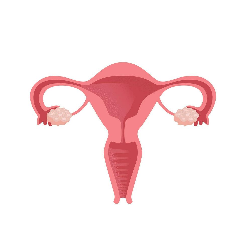 útero. mujer salud. hembra reproductivo sistema, ciclo. humano anatomía. diagrama de el ubicación de el órganos de el útero, cuello uterino, ovarios, falopio tubos vector ilustración en plano estilo.