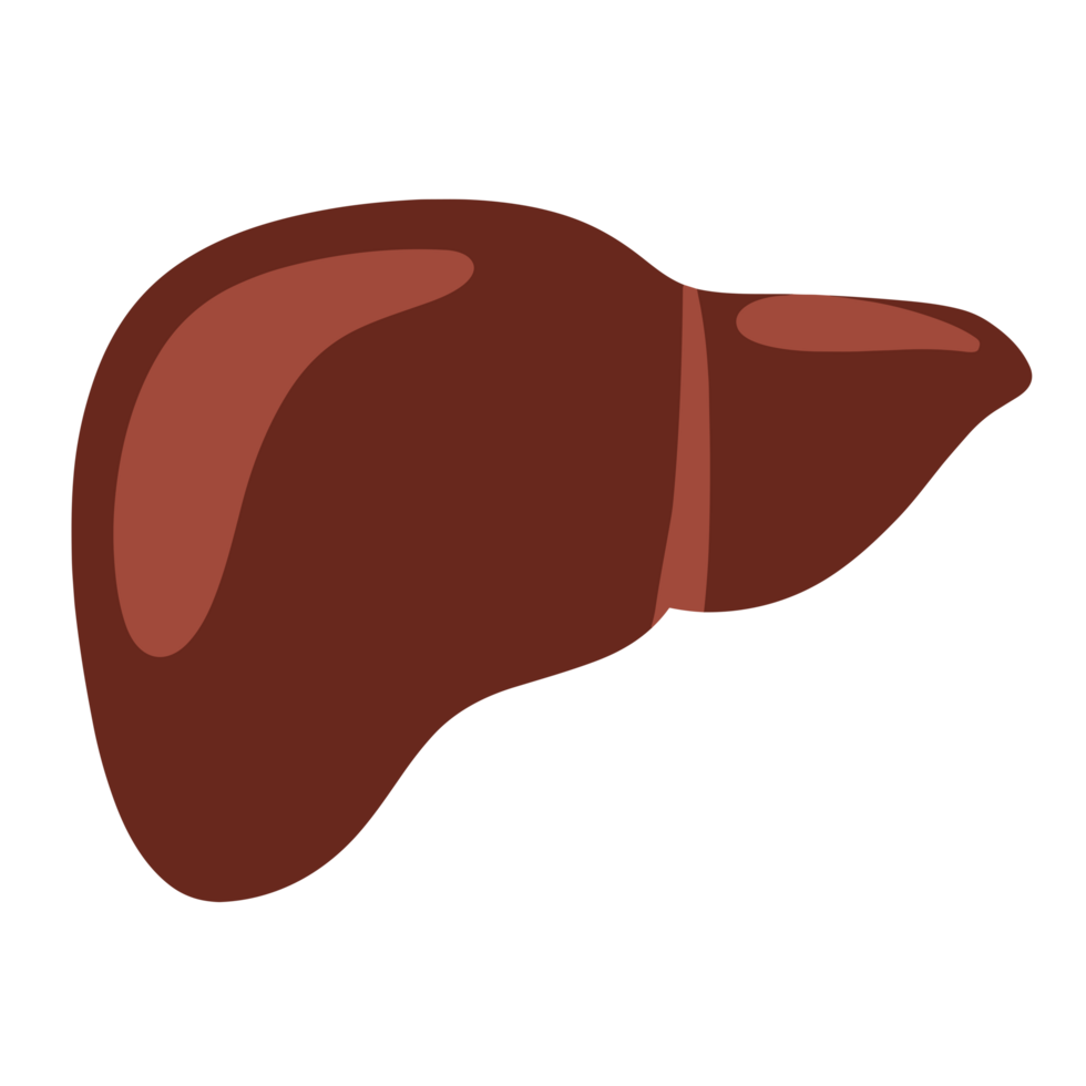 Illustration of liver organ human png