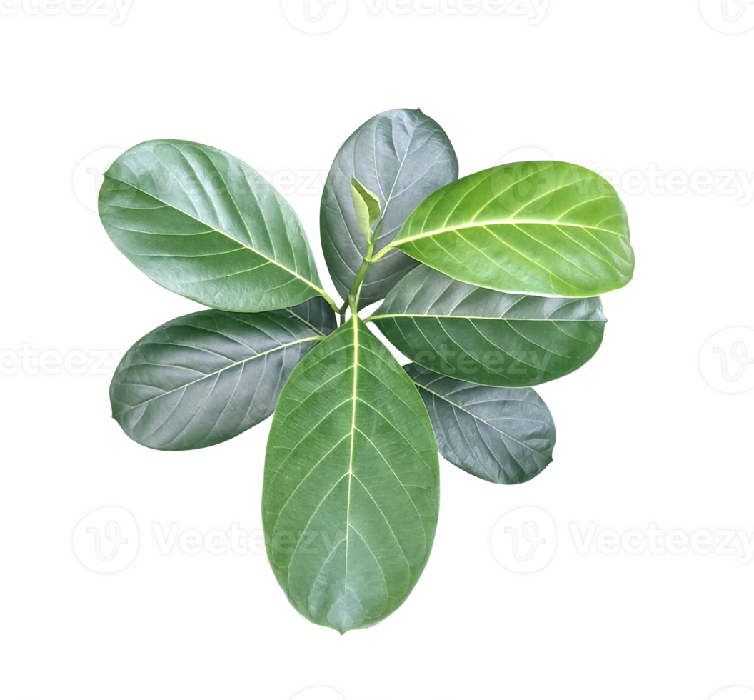 a green jackfruit tree leaf branch on a png transparent background, green raw leaf