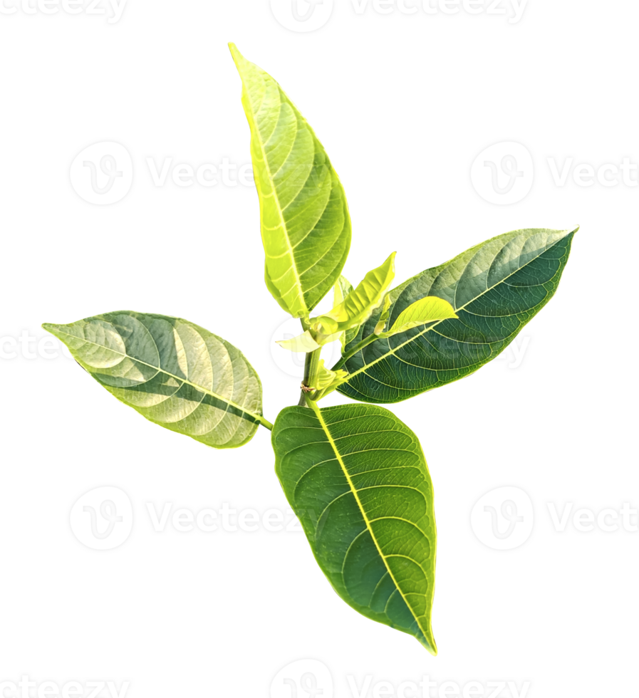 a green jackfruit tree leaf branch on a png transparent background, green raw leaf