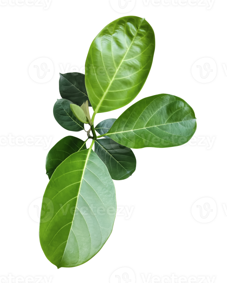 a green jackfruit tree leaf branch on a png transparent background, green raw leaf