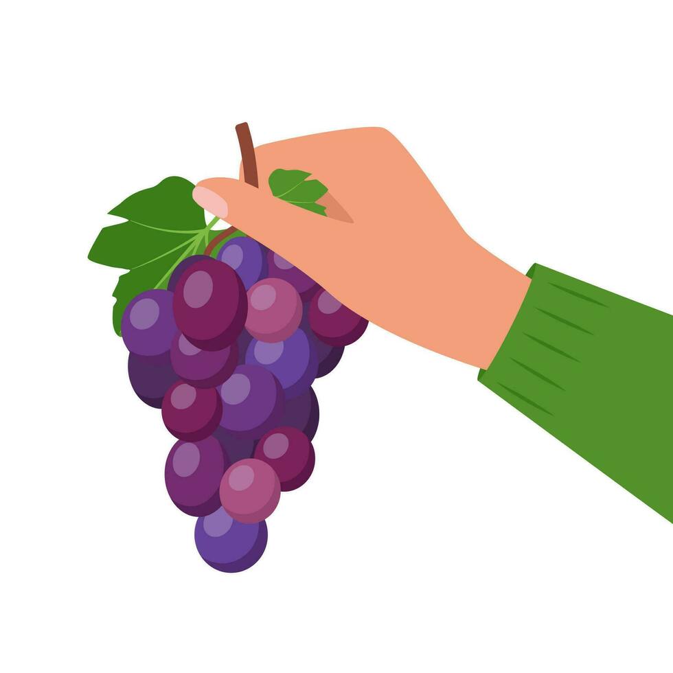 Bunch of grapes in human hand. Bunch of purple grapes with stem and leaf. Vector illustration.