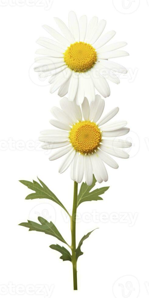 AI generated Common daisy isolated on white background. AI Generated photo