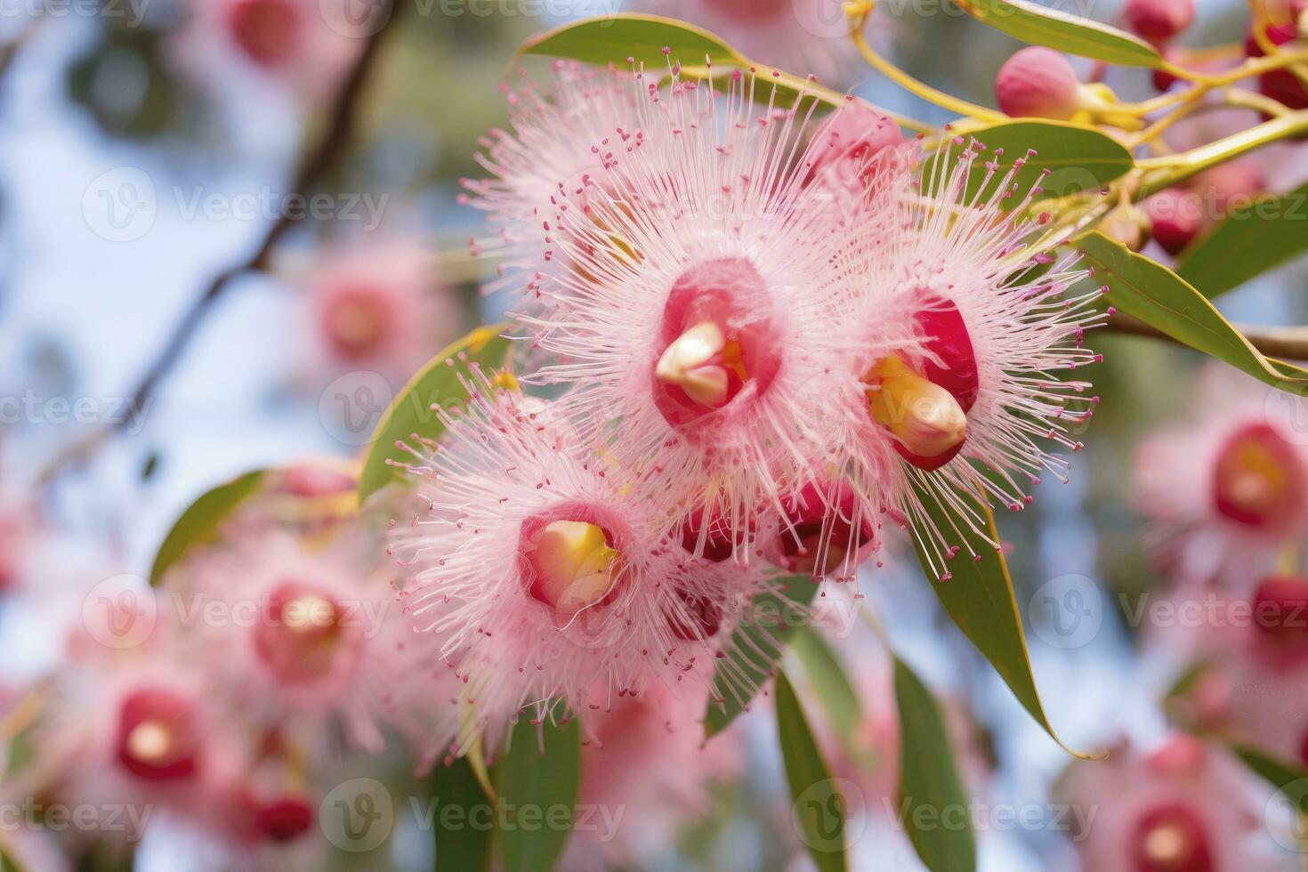 AI generated Beautiful Gum tree pink flowers and buds. AI Generated photo