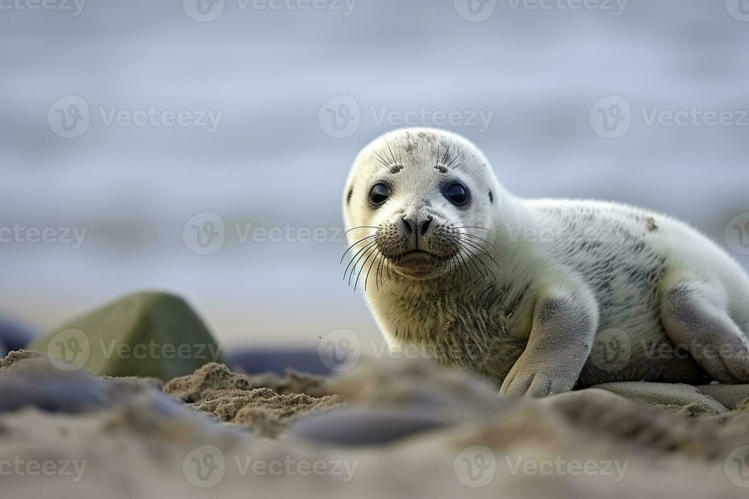 AI generated Harbor seal cub. AI Generated photo