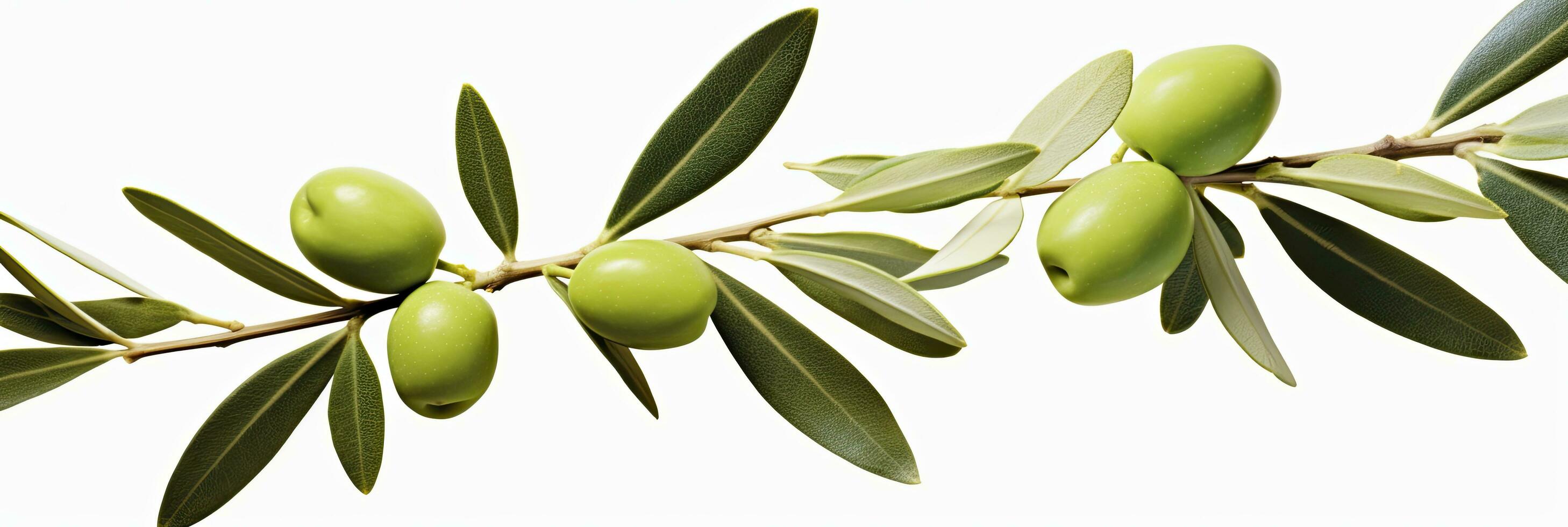 AI generated Olive tree branch, green olives and leaves on white background. AI Generated. photo