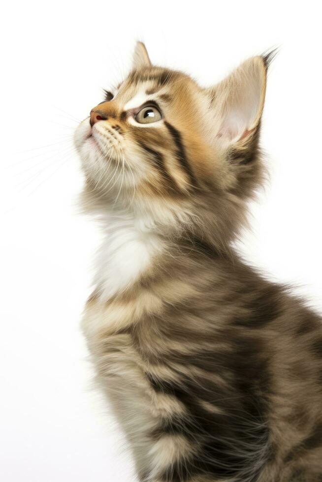 ai generado juguetón gracioso gatito mirando arriba aislado en un blanco antecedentes. ai generado foto