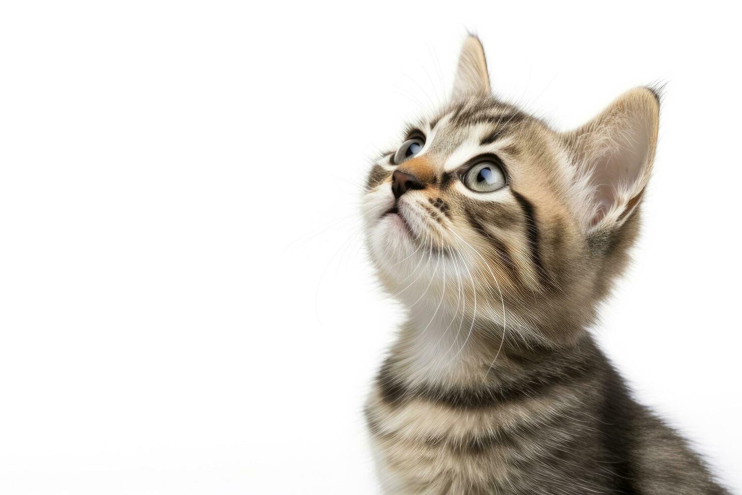 ai generado juguetón gracioso gatito mirando arriba aislado en un blanco antecedentes. ai generado foto