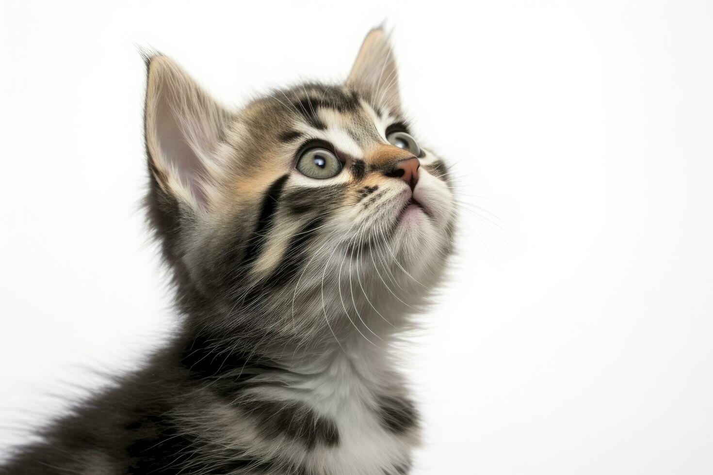 ai generado juguetón gracioso gatito mirando arriba aislado en un blanco antecedentes. ai generado foto