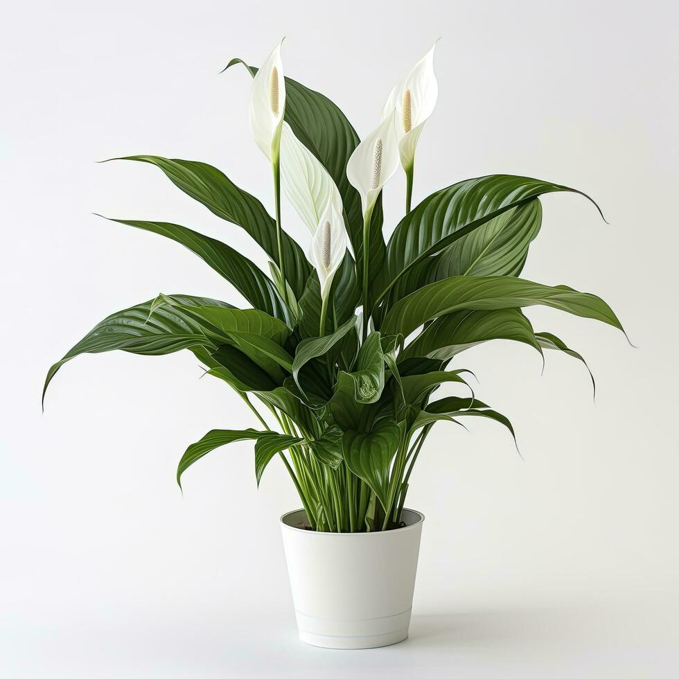 AI generated Peace Lily on a plain white background. AI Generated photo