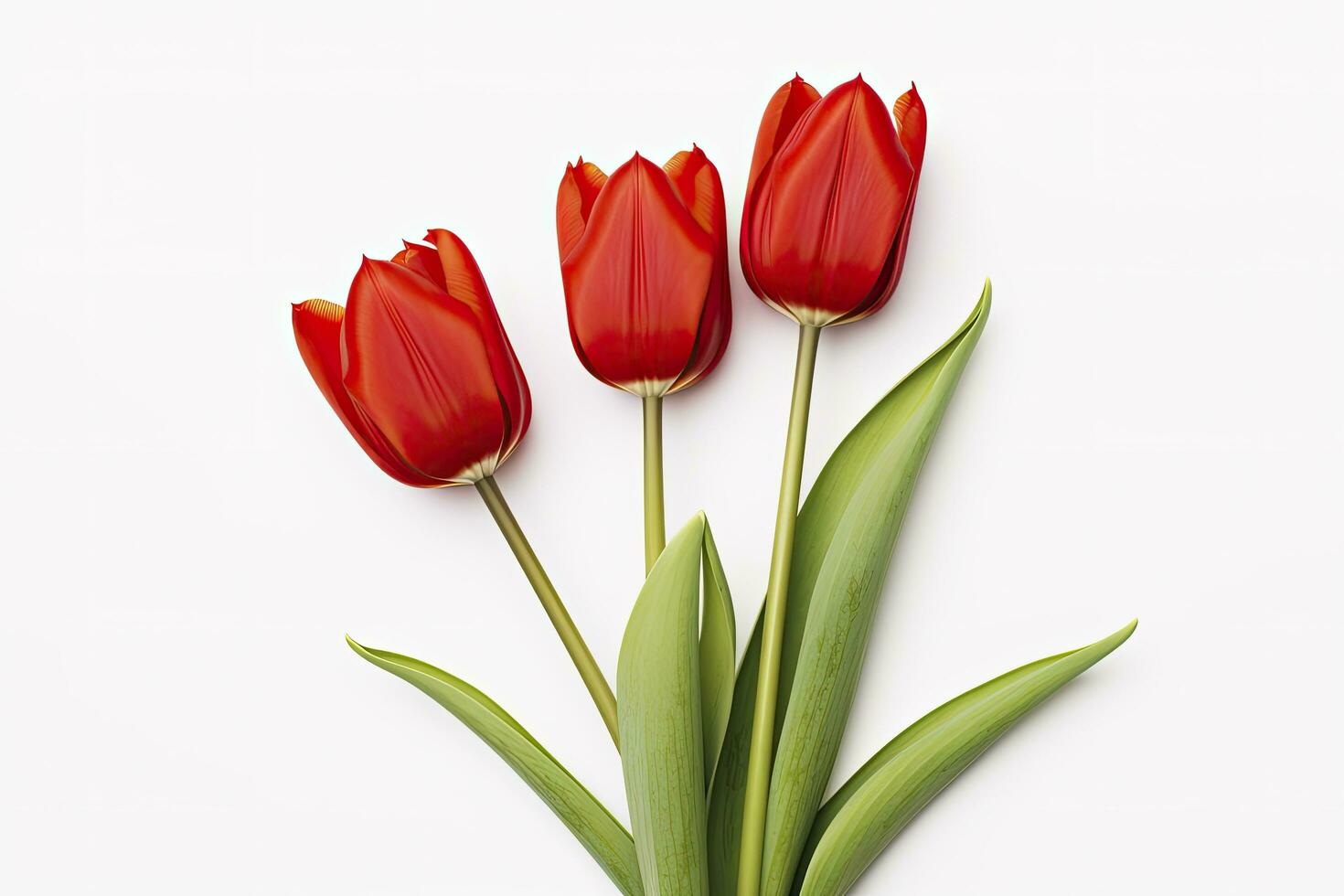 AI generated Red tulips isolated on white background. AI Generated photo