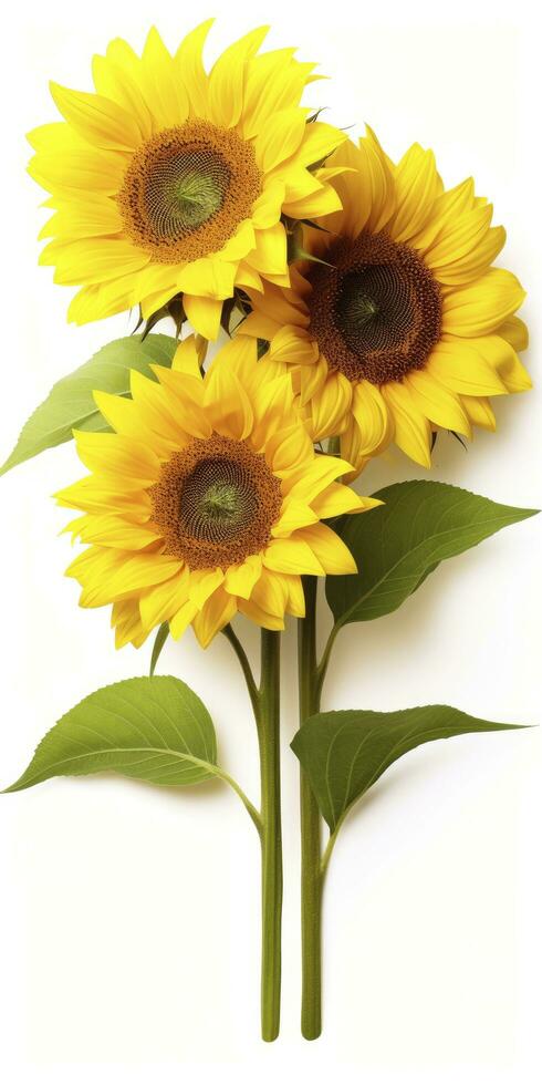 AI generated Sunflowers isolated on white background. AI Generated photo