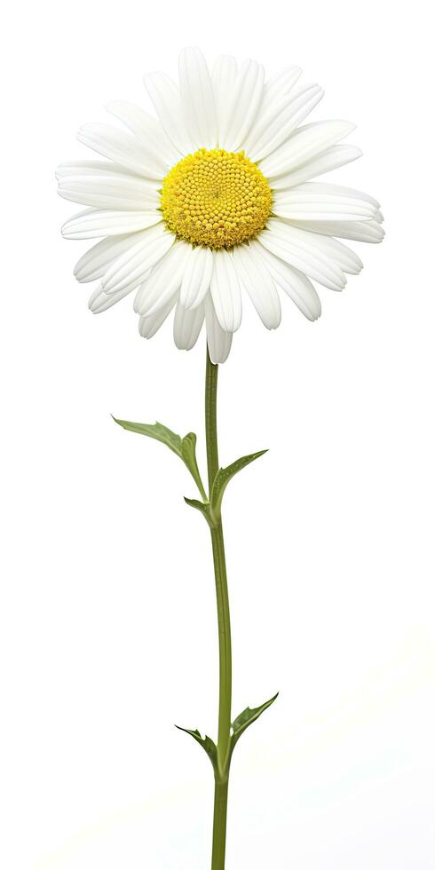 AI generated Common daisy isolated on white background. AI Generated photo