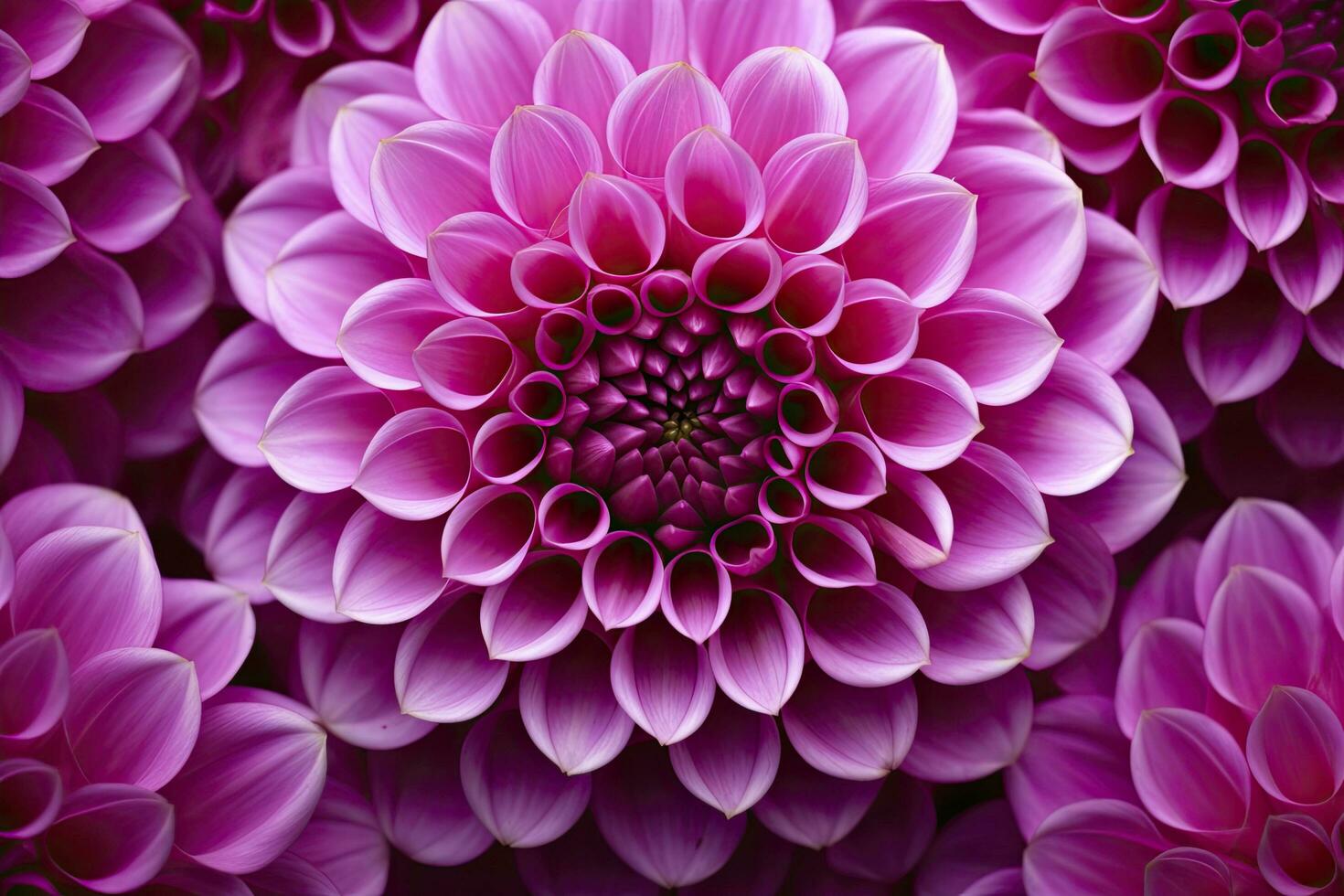 AI generated Dahlia flower background.  AI Generated. photo