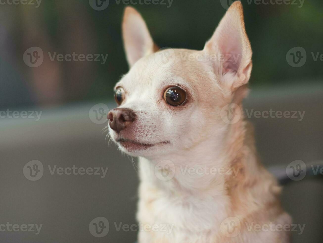 happy brown short hair chihuahua dog standing in  pet carrier backpack with opened windows in car seat,looking curiously. Safe travel with pets concept. photo